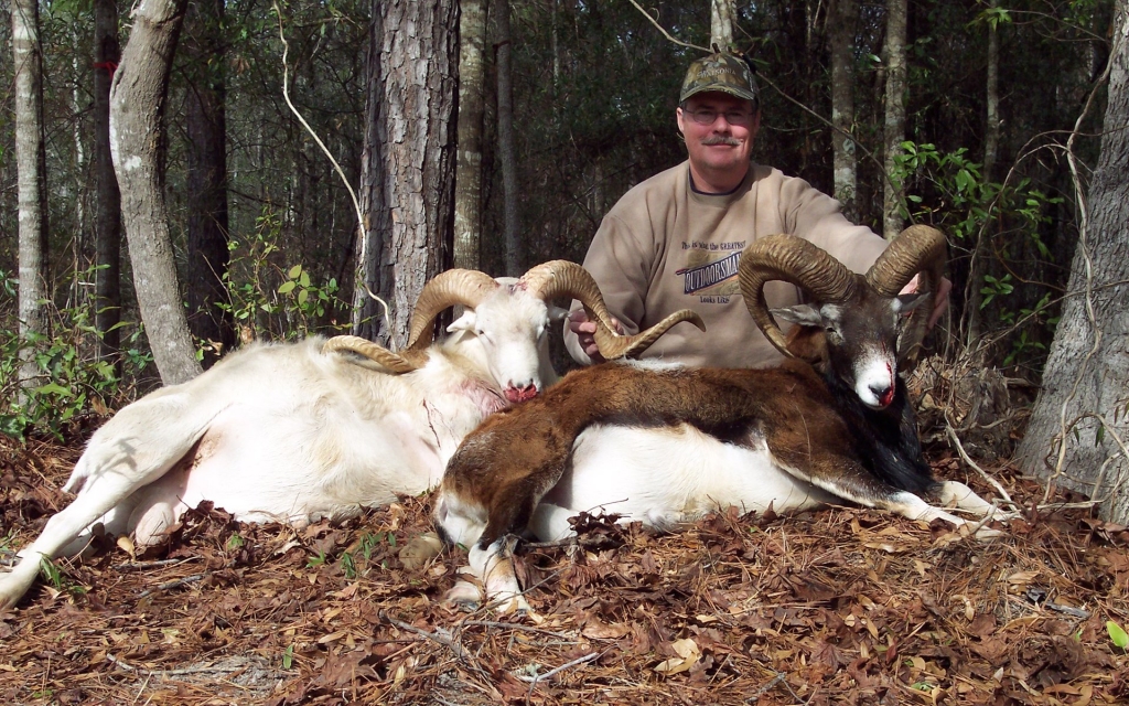 Alabama sheep hunting