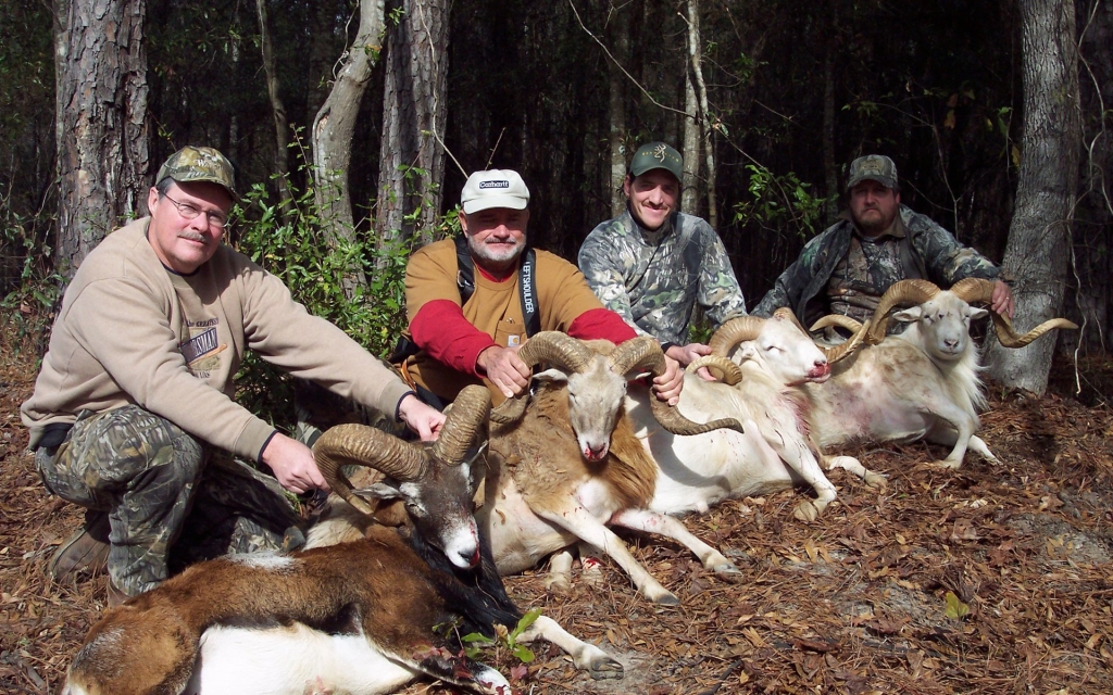 Alabama guided hunts - Sheep Hunting